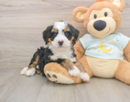 7 week old Mini Bernedoodle Puppy For Sale - Premier Pups