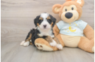 Hypoallergenic Bernese Doodle Poodle Mix Puppy