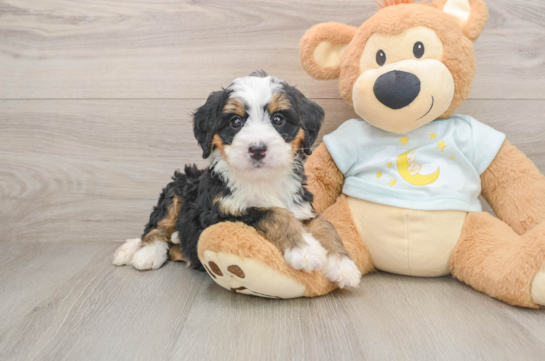 Hypoallergenic Bernese Doodle Poodle Mix Puppy