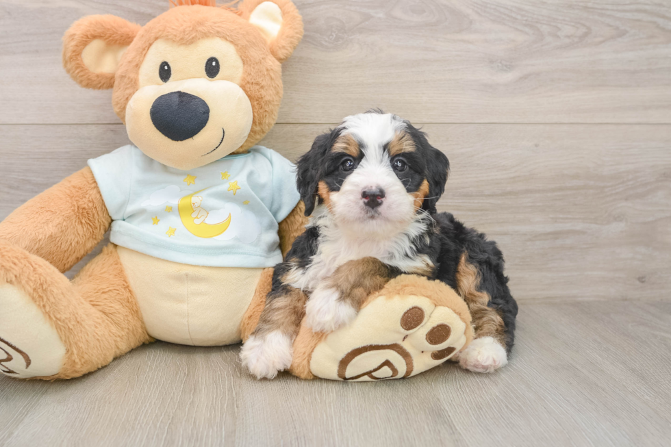 Mini Bernedoodle Pup Being Cute