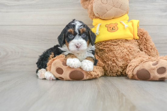 Sweet Mini Bernedoodle Baby