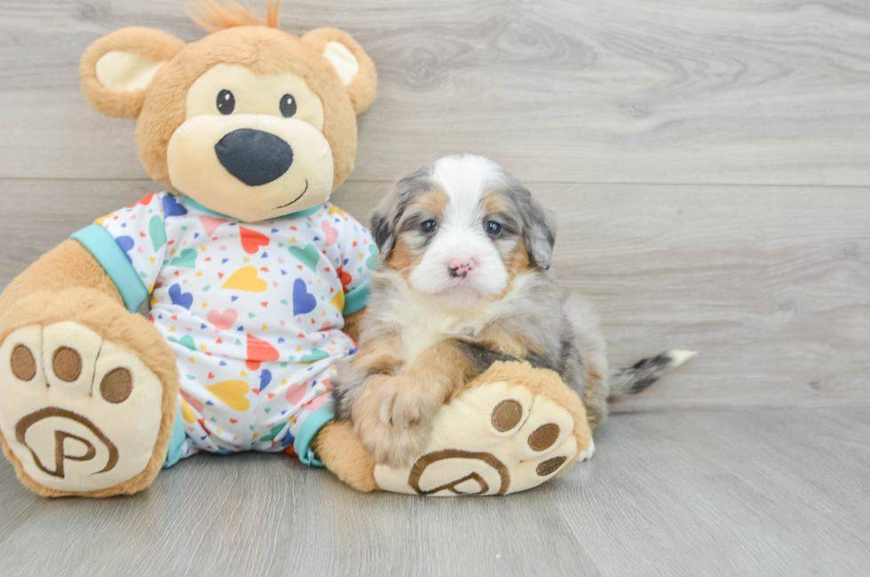 6 week old Mini Bernedoodle Puppy For Sale - Premier Pups