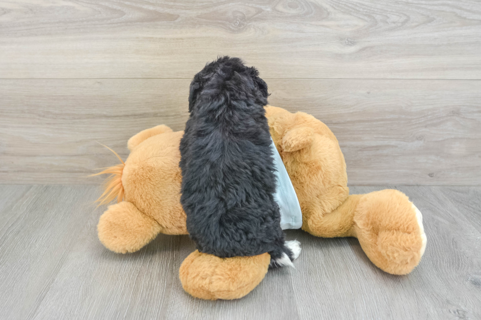 Fluffy Mini Bernedoodle Poodle Mix Pup