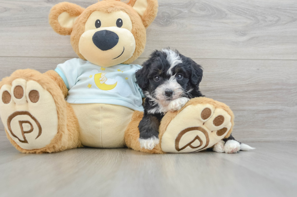 6 week old Mini Bernedoodle Puppy For Sale - Premier Pups