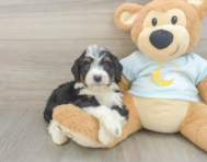 7 week old Mini Bernedoodle Puppy For Sale - Premier Pups