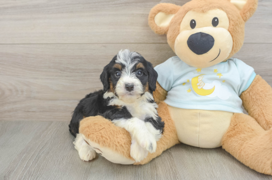 Little Mini Berniedoodle Poodle Mix Puppy