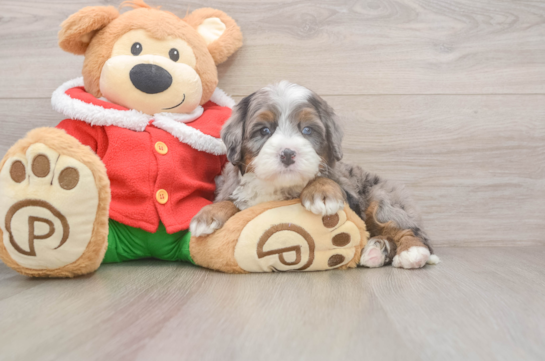 Mini Bernedoodle Puppy for Adoption