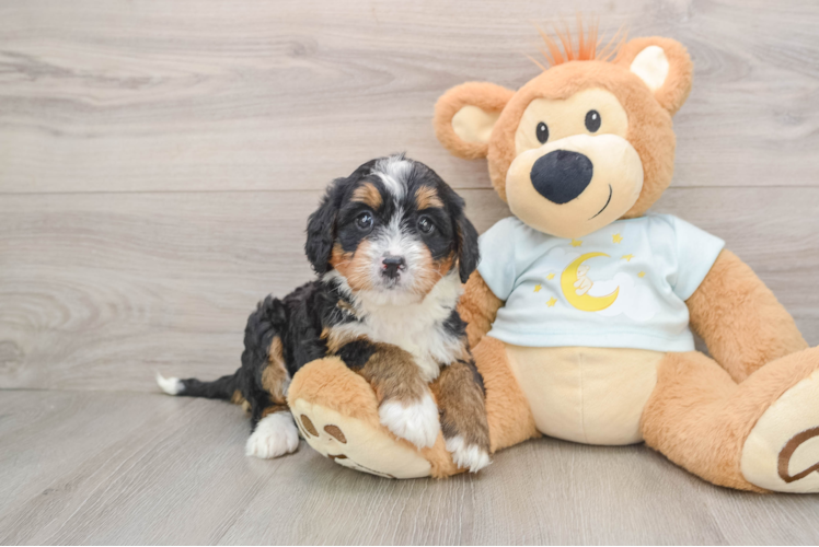 Mini Bernedoodle Pup Being Cute