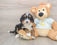 6 week old Mini Bernedoodle Puppy For Sale - Premier Pups