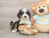 7 week old Mini Bernedoodle Puppy For Sale - Premier Pups