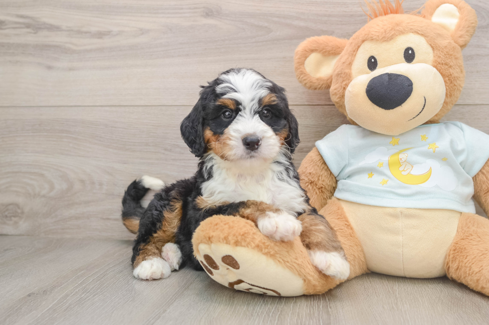 Cute Mini Bernedoodle Baby