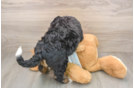 Best Mini Bernedoodle Baby