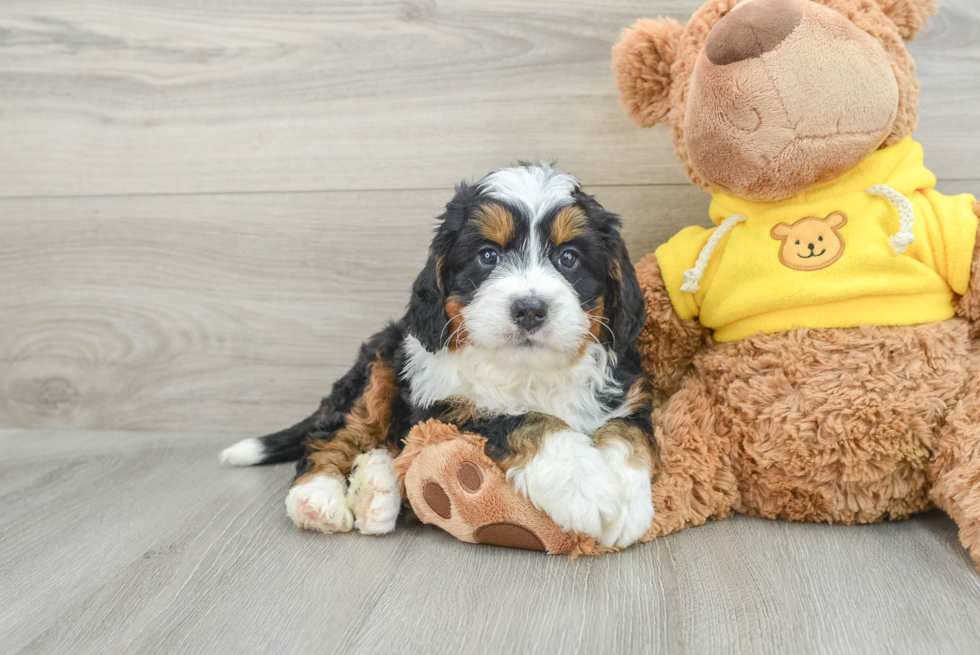 Little Bernadoodle Poodle Mix Puppy