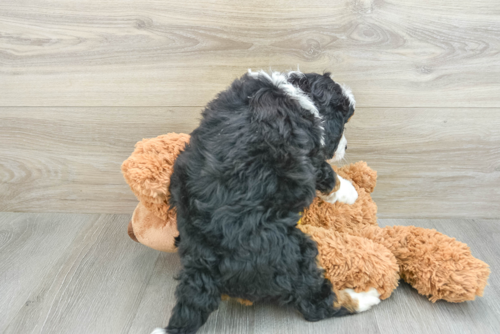 Mini Bernedoodle Pup Being Cute