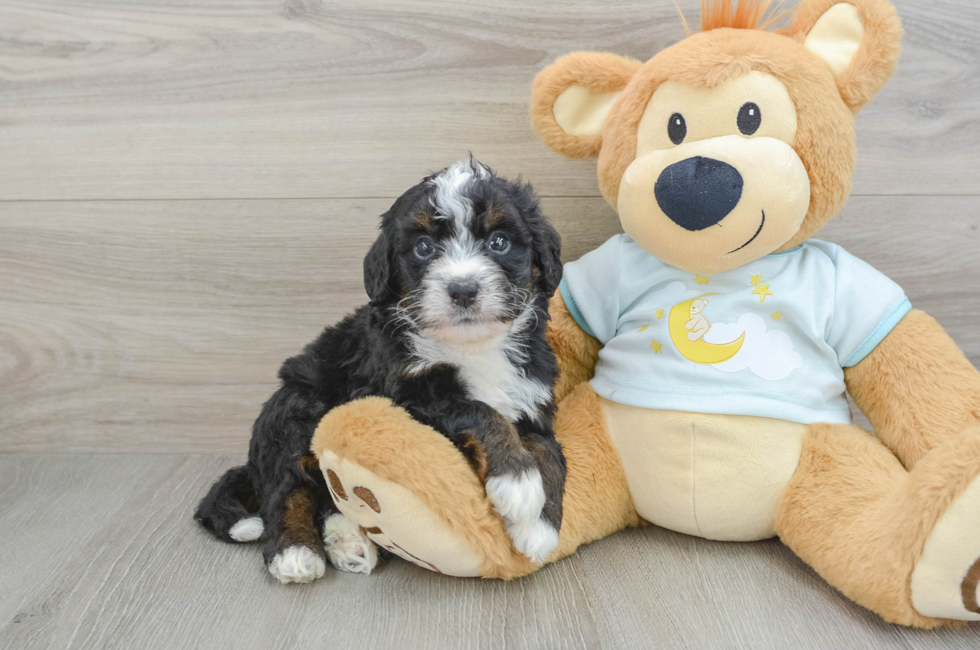 6 week old Mini Bernedoodle Puppy For Sale - Premier Pups