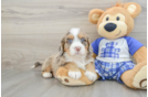 Smart Mini Bernedoodle Poodle Mix Pup