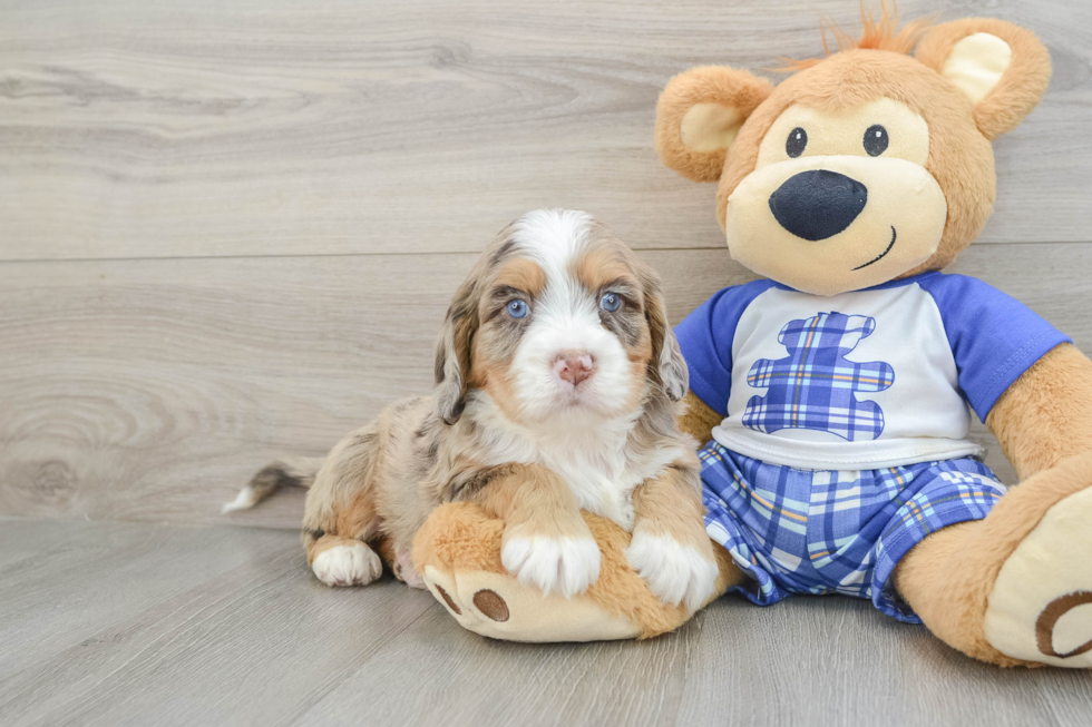 Smart Mini Bernedoodle Poodle Mix Pup