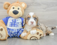 7 week old Mini Bernedoodle Puppy For Sale - Premier Pups