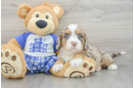 Popular Mini Bernedoodle Poodle Mix Pup