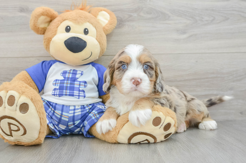 5 week old Mini Bernedoodle Puppy For Sale - Premier Pups