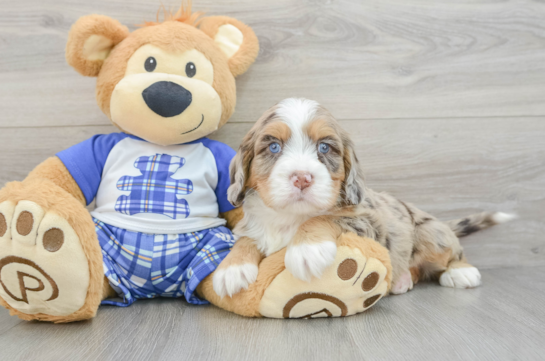 Popular Mini Bernedoodle Poodle Mix Pup