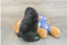 Hypoallergenic Mini Berniedoodle Poodle Mix Puppy