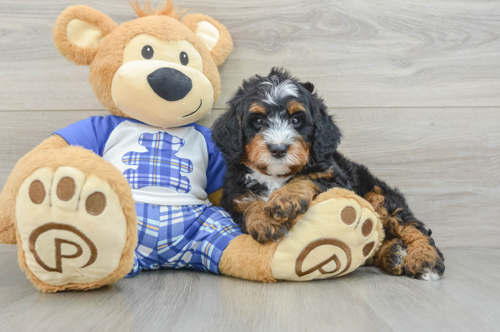 5 week old Mini Bernedoodle Puppy For Sale - Premier Pups