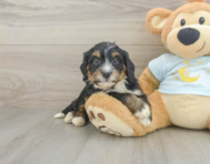 7 week old Mini Bernedoodle Puppy For Sale - Premier Pups