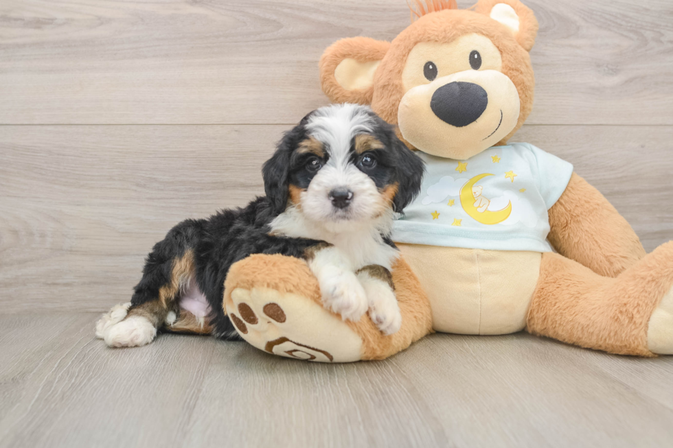 Playful Mini Bernese Poodle Poodle Mix Puppy