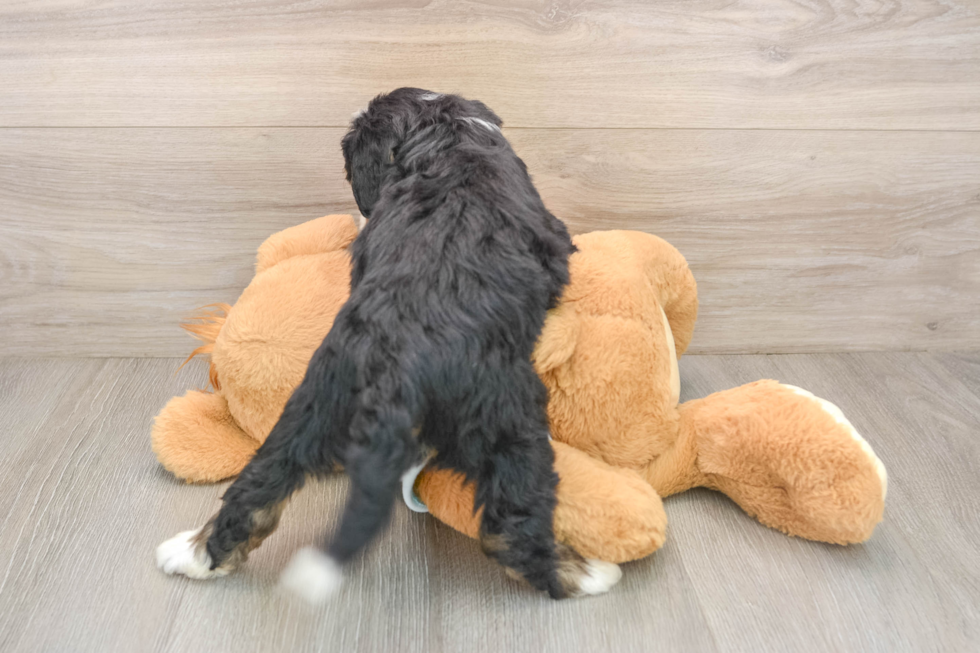 Best Mini Bernedoodle Baby