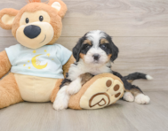 7 week old Mini Bernedoodle Puppy For Sale - Premier Pups