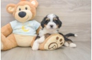 Little Mini Bernese Poodle Poodle Mix Puppy