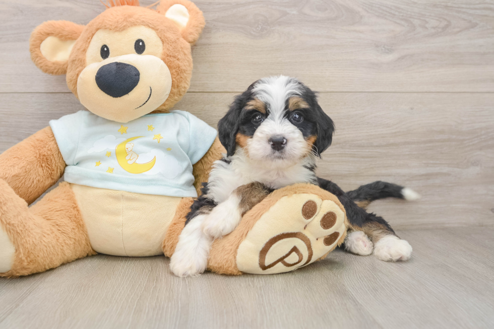 Little Mini Bernese Poodle Poodle Mix Puppy