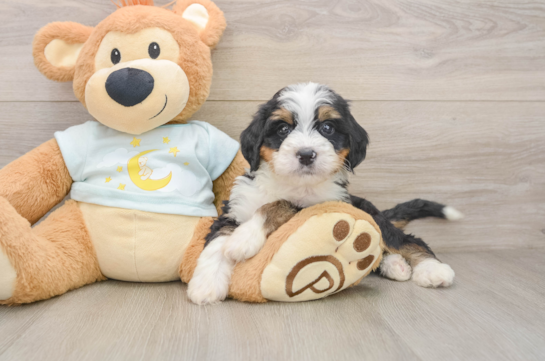 Little Mini Bernese Poodle Poodle Mix Puppy