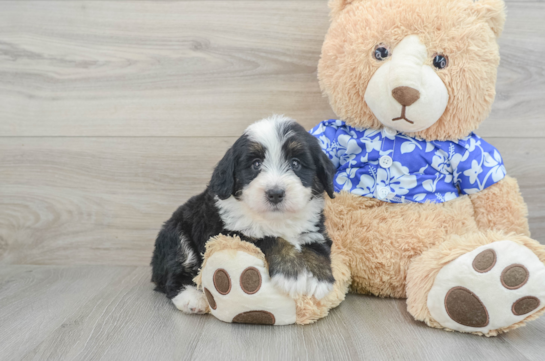 Mini Bernedoodle Puppy for Adoption