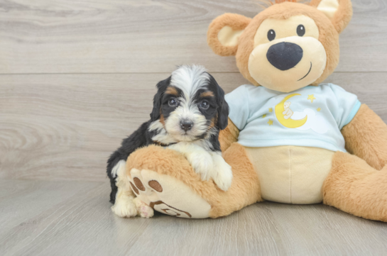 Energetic Mini Bernese Poodle Poodle Mix Puppy