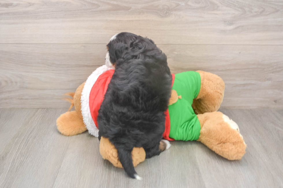 Best Mini Bernedoodle Baby