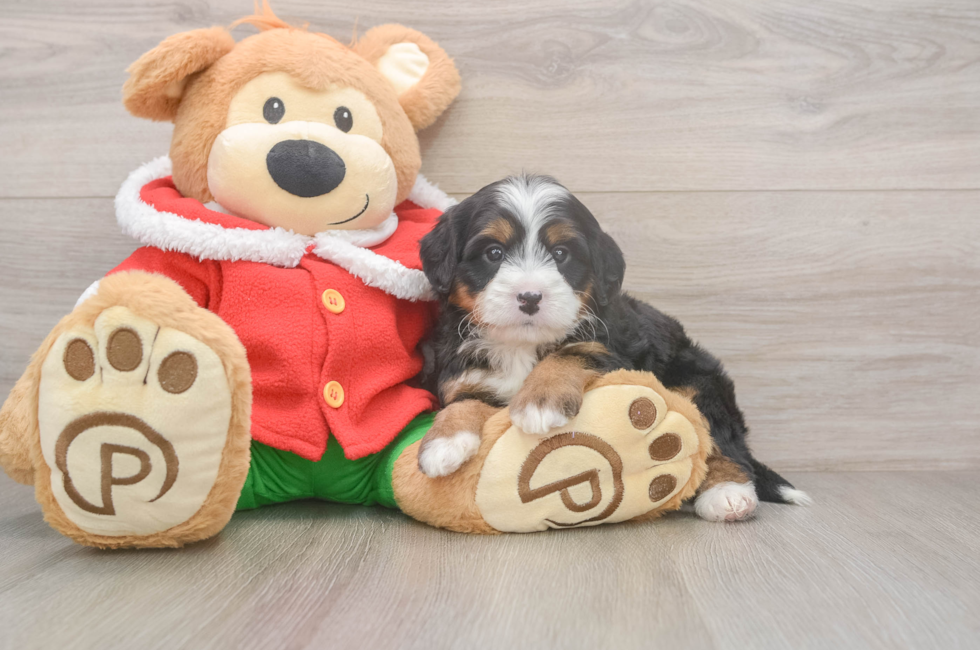 6 week old Mini Bernedoodle Puppy For Sale - Premier Pups