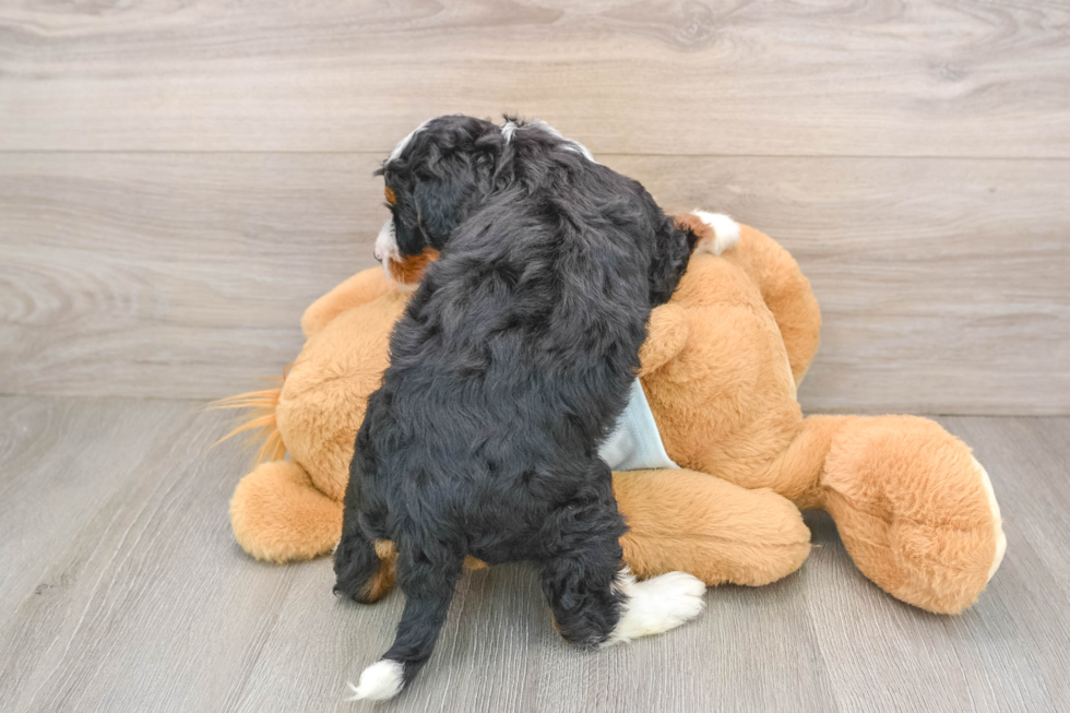 Cute Mini Bernedoodle Baby