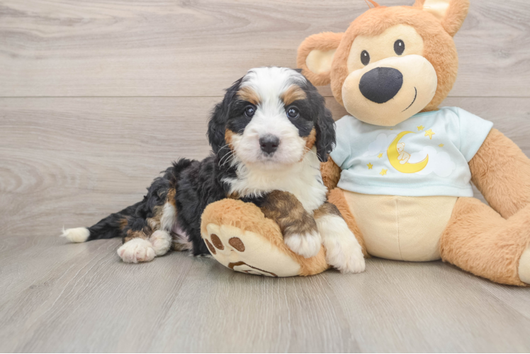 Energetic Bernese Doodle Poodle Mix Puppy