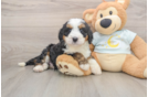 Energetic Bernese Doodle Poodle Mix Puppy