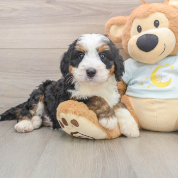 Energetic Bernese Doodle Poodle Mix Puppy
