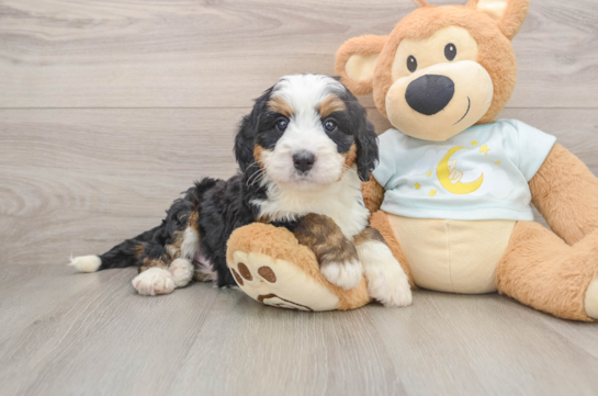 Energetic Bernese Doodle Poodle Mix Puppy
