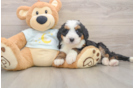 Mini Bernedoodle Puppy for Adoption