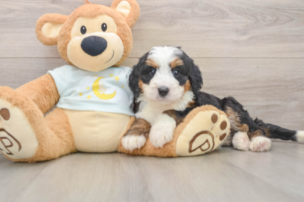 Mini Bernedoodle Puppy for Adoption
