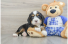 Adorable Mini Bernadoodle Poodle Mix Puppy