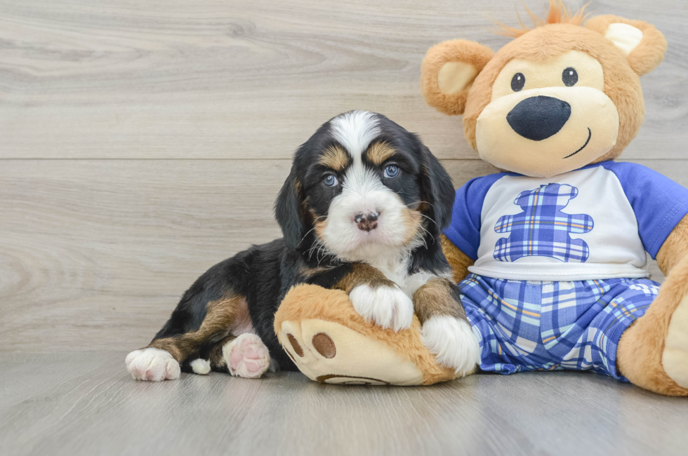 5 week old Mini Bernedoodle Puppy For Sale - Premier Pups