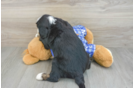 Best Mini Bernedoodle Baby