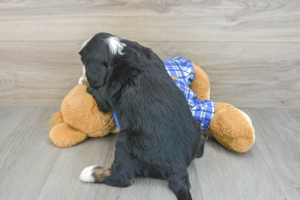 Best Mini Bernedoodle Baby