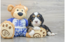 Playful Mini Bernadoodle Poodle Mix Puppy